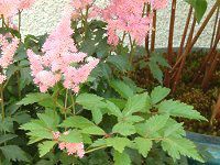 AX`x(Astilbe)