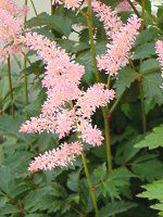 AX`x(Astilbe)