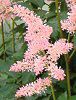 AX`x(Astilbe)