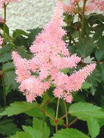 AX`x(Astilbe)