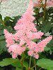 AX`x(Astilbe)
