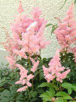 AX`x(Astilbe)