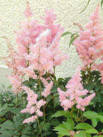 AX`x(Astilbe)