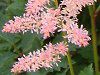 AX`x(Astilbe)