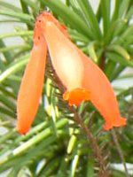 GJ t@C[q[X(Erica fire heath)