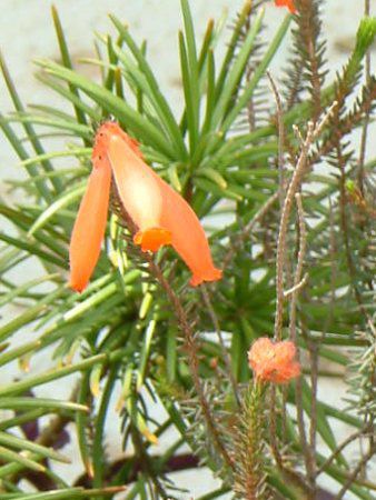 GJt@C[q[X(Erica fire heath)