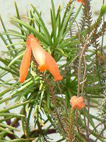 GJ t@C[q[X(Erica fire heath)