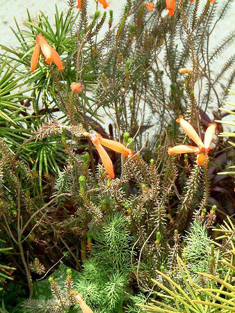 GJt@C[q[X(Erica fire heath)