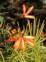 GJ t@C[q[X(Erica fire heath)