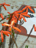 GJ t@C[q[X(Erica fire heath)