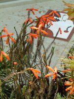 GJ t@C[q[X(Erica fire heath)