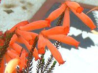 GJ t@C[q[X(Erica fire heath)