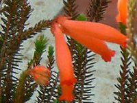 GJ t@C[q[X(Erica fire heath)