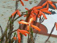 GJ t@C[q[X(Erica fire heath)