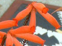 GJ t@C[q[X(Erica fire heath)