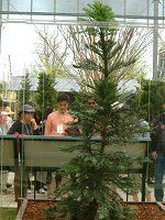 WVbNEc[(Jurassic Tree) 