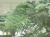 WVbNEc[(Jurassic Tree) 