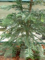 WVbNEc[(Jurassic Tree) 