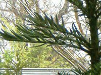 WVbNEc[(Jurassic Tree) 