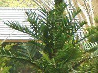 浜名湖花博 054 ジュラシック ツリー Jurassic Tree かぎけんweb