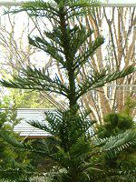 WVbNEc[(Jurassic Tree) 