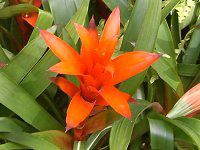 OY}jA(Guzmania)