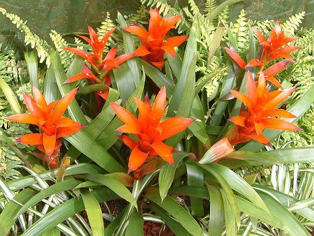 OY}jAiGuzmania)