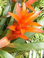 OY}jA(Guzmania)