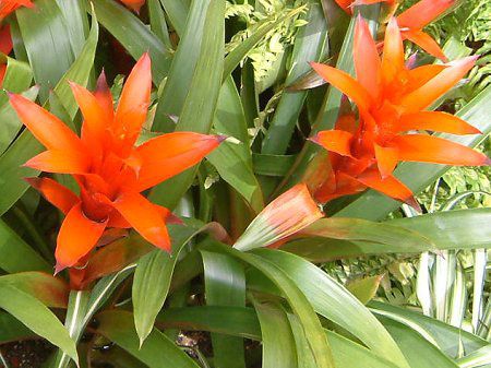 OY}jAiGuzmania)