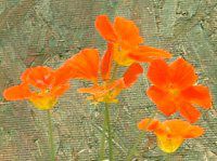 iX^`E(Nasturtium)