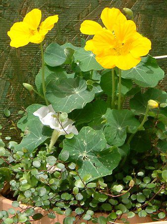 iX^`E(Nasturtium)