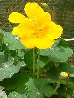 iX^`E (Nasturtium)