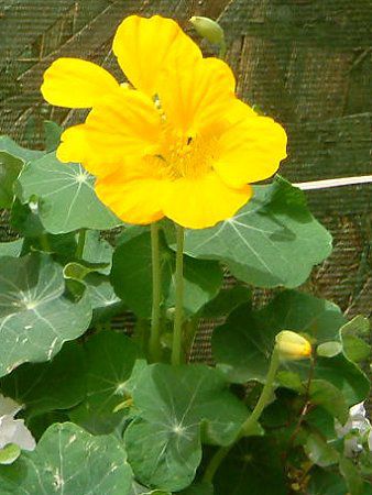 iX^`E(Nasturtium)