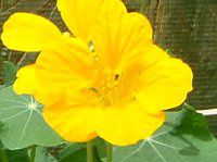 iX^`E(Nasturtium)