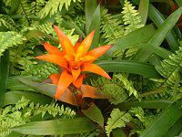 OY}jA(Guzmania)