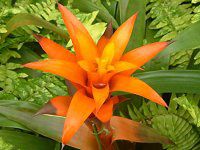 OY}jA(Guzmania)