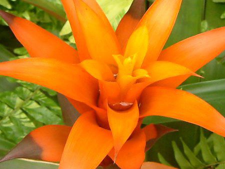 OY}jAiGuzmania)