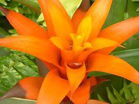 OY}jA(Guzmania)