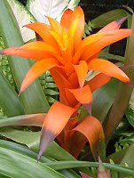 OY}jA(Guzmania)