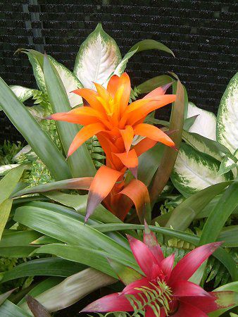 OY}jAiGuzmania)