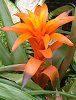 OY}jA(Guzmania)