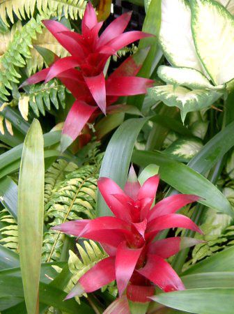 OY}jAiGuzmania)