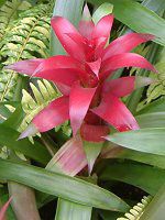 OY}jA(Guzmania)