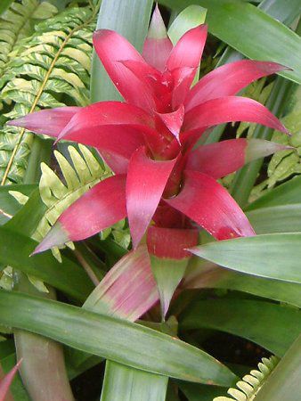 OY}jAiGuzmania)