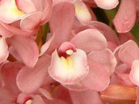 VrE(Cymbidium)