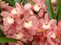 VrWE(Cymbidium)