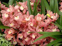 VrWE(Cymbidium)