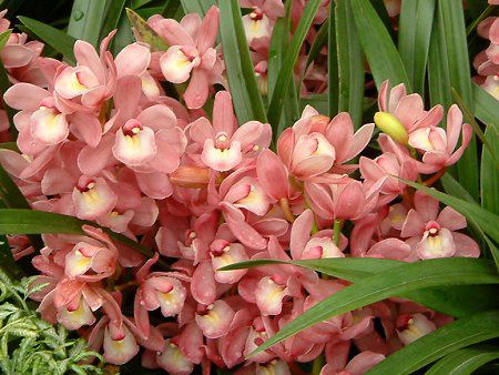 VrWE(Cymbidium)