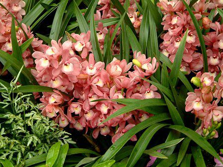 VrWE(Cymbidium)
