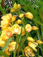 VrWE(Cymbidium)